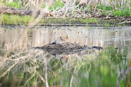 Sandhill crane sitting on nest in the pond.