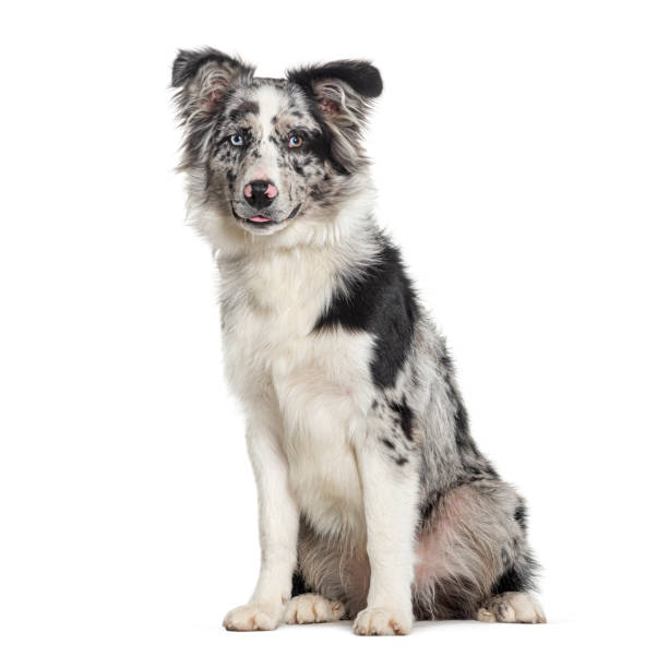 istock Blue merle puppy australian shepherd sitting looking at the camera, isolated on white 1680600182