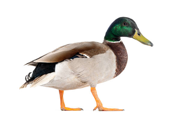istock Side view of a Mallard Duck standing, Anas platyrhynchos, isolated on white 1680601330