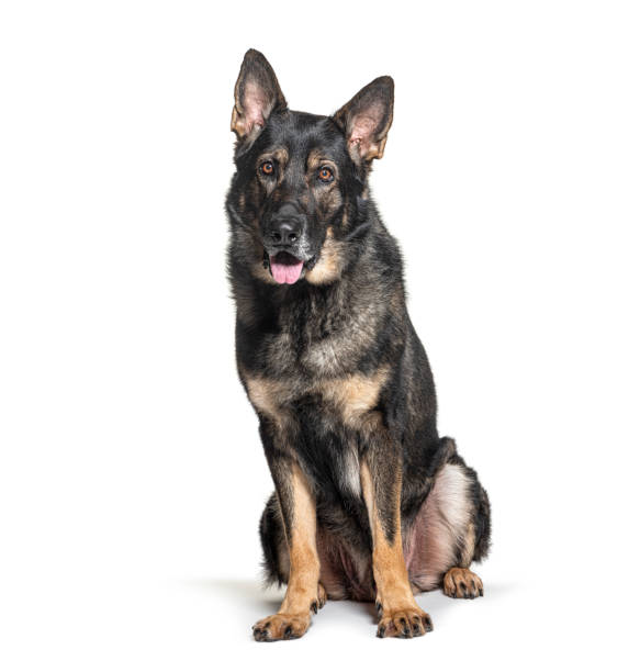 istock Old German shepherd graying, sitting, looking at camera, isolated on white 1680601349