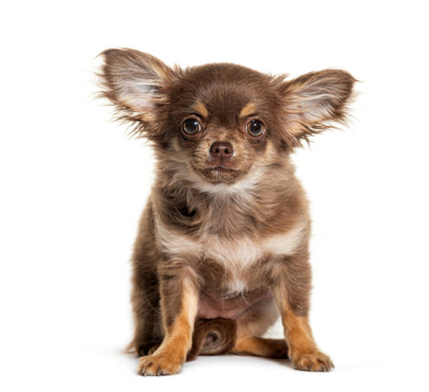 istock Sitting chihuahua with big ears, isolated on white 1680601654