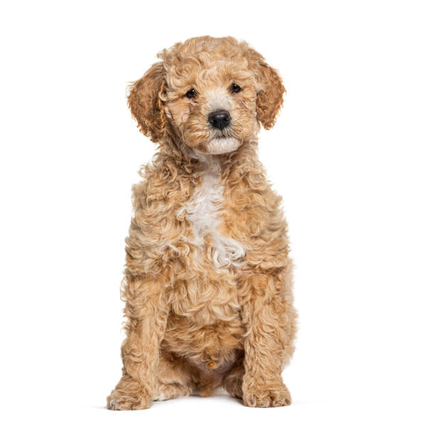 istock Labradoodle dog, crossbreed Poodle with labrador, looking at the camera, isolated on white 1680601874