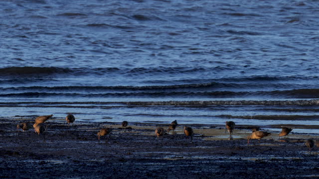 Tomales Bay, Point Reyes, California: Marbled Godwit