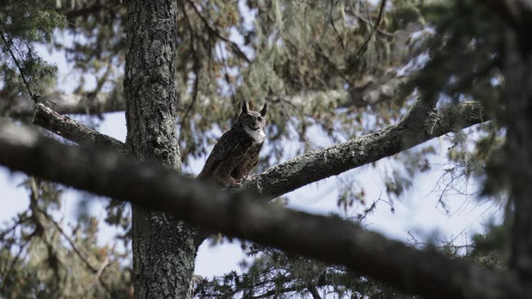 Great Horned Owl, Point Reyes, California