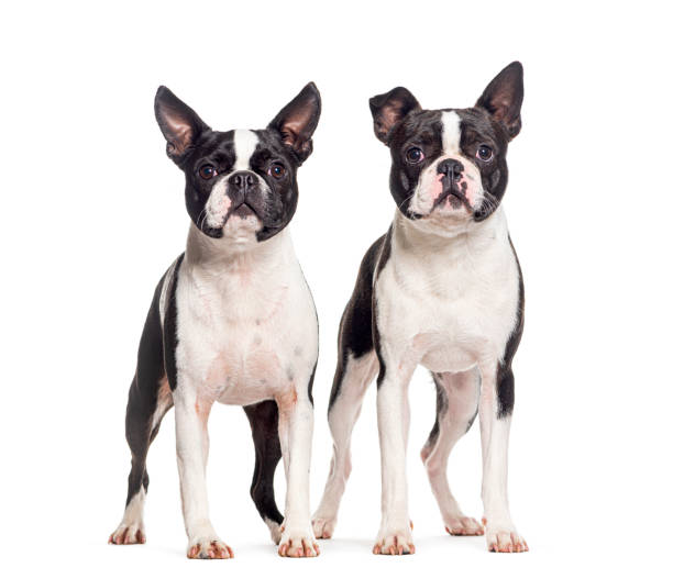 istock Two Boston terrier dogs together, isolated on white 1680603564
