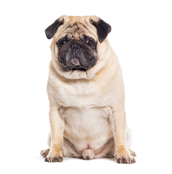 istock Pug sitting looking sad, isolated on white 1680603574
