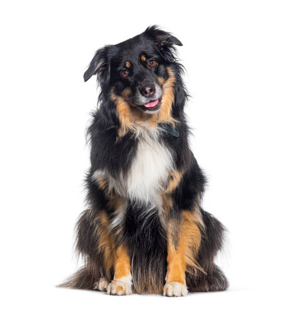 istock Tricolor Australian shepherd panting looking at the camera, isolated on white 1680604225