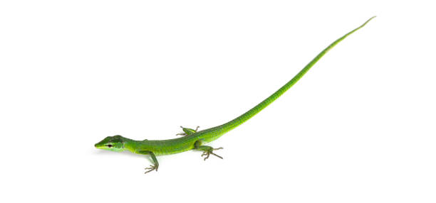 istock Side view of a Sakishima grass lizard with its long queue, Takydromus dorsalis, isolated on white 1680604678