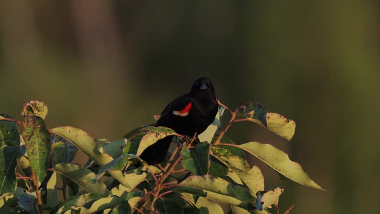 Red-winged Blackbird, West Texas: Sunset