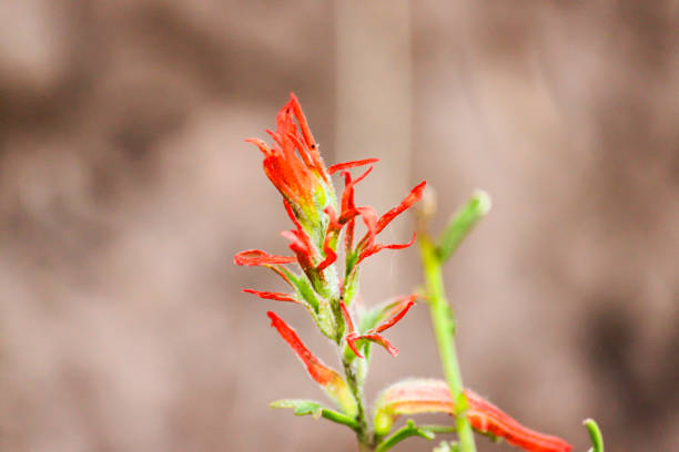istock Wyoming Indian Paintbrush Flower 1680605246