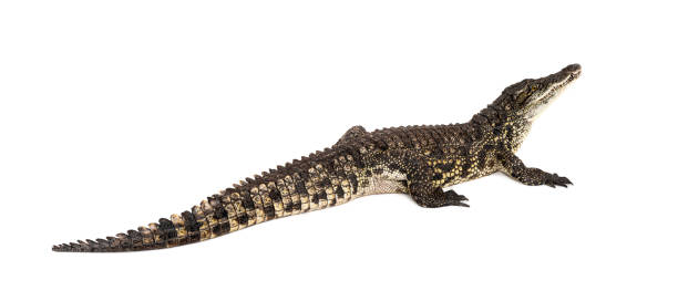 istock Nile crocodile, Crocodylus niloticus, isolated on white 1680605776