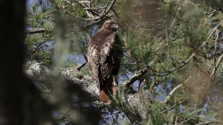 Red-tailed Hawk, Point Reyes, California