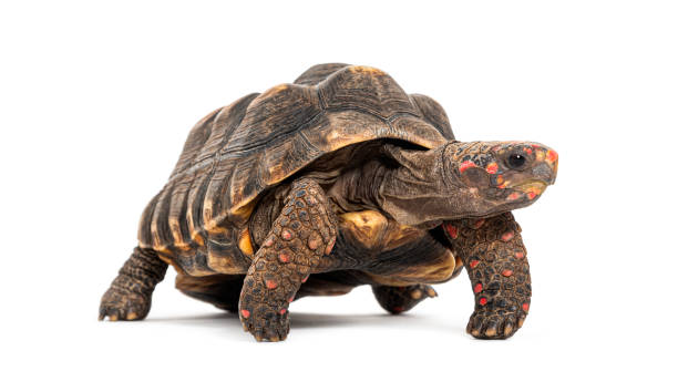 istock red-footed tortoise facing at the camera, Chelonoidis carbonarius, isolated on white 1680606360