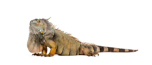 istock Green iguana, Iguana iguana, isolated on white 1680606407