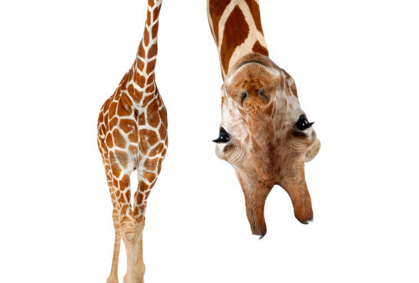 istock Somali Giraffe, commonly known as Reticulated Giraffe, Giraffa camelopardalis reticulata, 2 and a half years old standing against white background 1680606979
