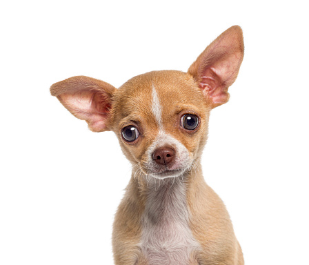 Studio portraits of a cute mixed breed dog, shot on a white background. The dog is half Chihuahua half Jack Russell Terrier.