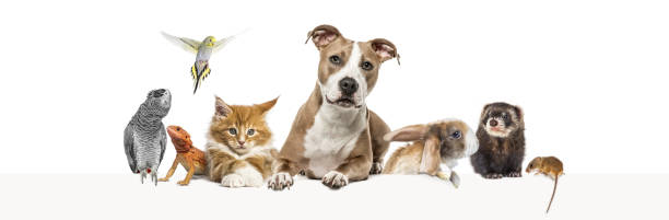 istock Group of pets leaning together on a empty web banner to place text.   Cats, dogs, rabbit, ferret, rodent, reptile, bird 1680607607
