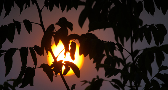 Hot Summer morning Sun shining through braches of a tree.