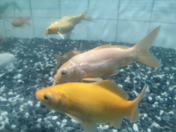 Imagen gratis: Pescado blanco, pescado, goldfish, acuario, peces de ...