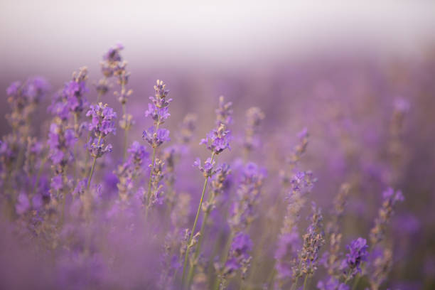 istock Lavender field in summer. Sunset over a lavender meadow in Greece 1680610397