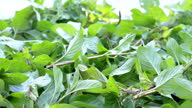 istock Fresh Juicy Green Mint Leaves are Dried in Sun in the Fresh Air 1680610414