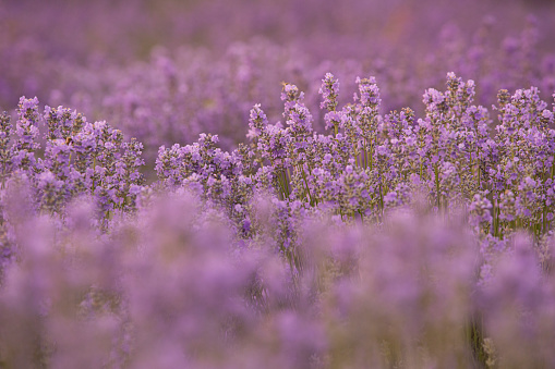 Beautiful Lavender field in summer. Sunset over a lavender meadow in Greece