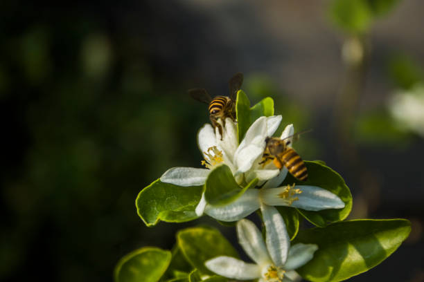 A honey wasp landed on an orange tree flower in search of honey.