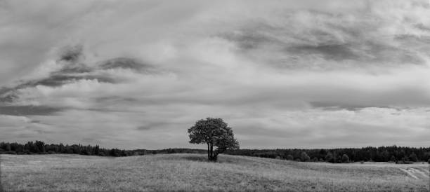 istock Panorama. Landscape with a lonely tree on a hill 1680622480