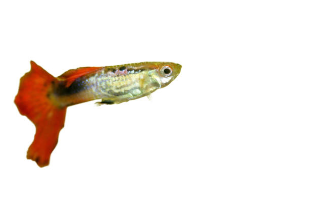 istock A male guppy (Poecilia reticulata) 1680623919