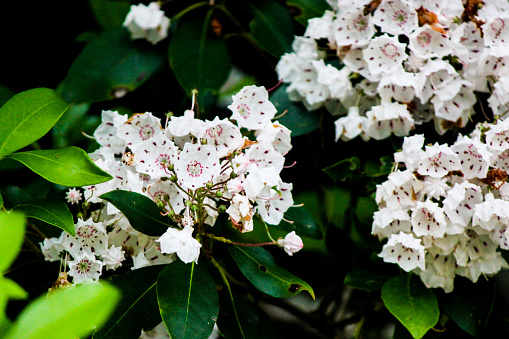 The bright white petals of the mountain laurel shine with detail. The thick green leaves contrast with the deep pink in the center of the flower.