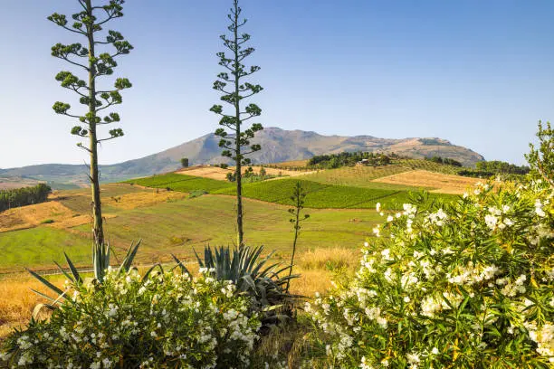 Photo of Sicily, view of a flowers in front of the mountainous landscape