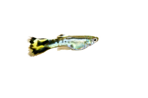 istock male guppy (Poecilia reticulata) 1680632939