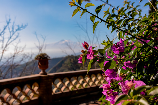 Selective focus of purple flower with scenic view on snow capped Mount Etna volcano on sunny day from public garden Parco Duca di Cesaro to Giardini Naxos in Taormina, Sicily, Italy, Europe, EU