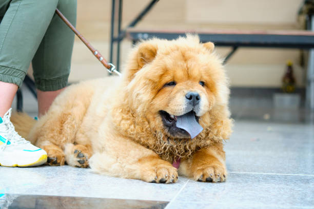 istock Big hairy dog breed chow chow close-up lying 1680642372