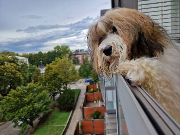 istock Dog looking from the balcony 1680644037