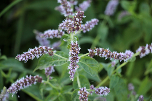 In the summer, long-leaved mint (Mentha longifolia) grows in the wild