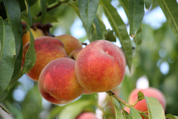 istock On the tree branch ripe peach fruits 1680658573