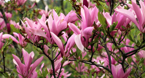 istock Magnolia blooms in the garden in spring 1680659174