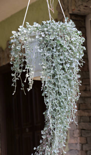 istock The creeping plant dichondra grows in the garden 1680659211