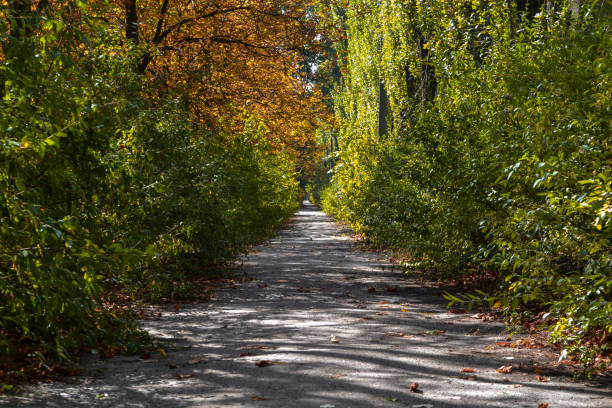 yellow green beautiful autumn park