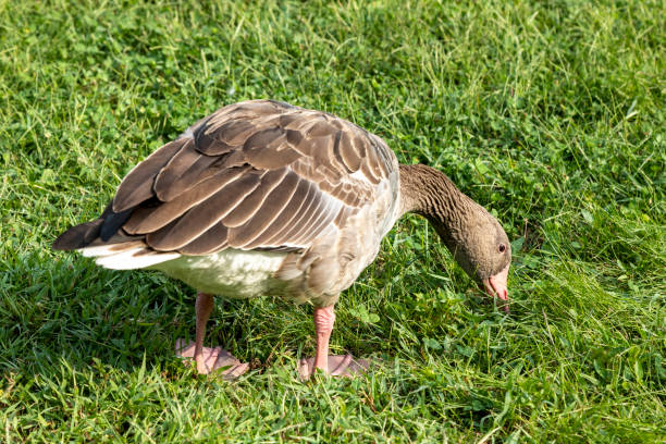 Wild geese preparing to transition to the south in autumn are resting and exercising on the grass. Portrait details