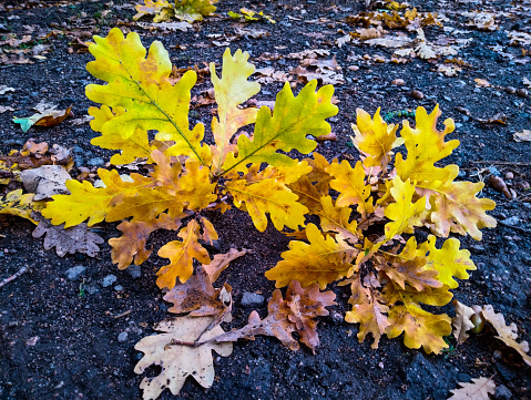 Autumn yellowed oak leaves falling on the road