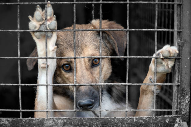 Dog in animal shelter waiting for adoption. Portrait of homeless dog in animal shelter cage. Dog in animal shelter waiting for adoption. Portrait of homeless dog in animal shelter cage. Kennel dogs locked sad dog shelter stock pictures, royalty-free photos & images