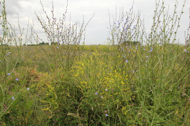 야생 치커리와 노란색 verbascum 꽃 시골의 잔디 어깨에 꽃 - grass shoulder rural scene road wildflower 뉴스 사진 이미지