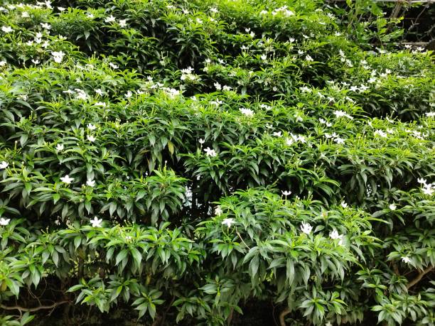istock Closeup of Small beautiful white Gerdenia Crape Jasmine Cactus 1680686198