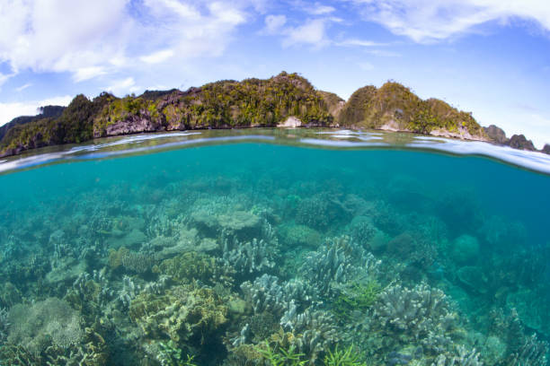 istock Beautiful Coral Reef in Raja Ampat 1680688364