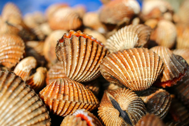 istock Kerang darah or blood cockle (anadara granosa) natural abstract background. 1680707124