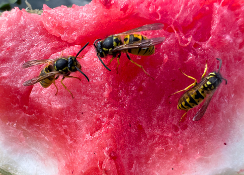 Wasps on a watermelon. Bees and wasps fly to the sweet watermelon. Wasps and bees eat pieces of sweet watermelon