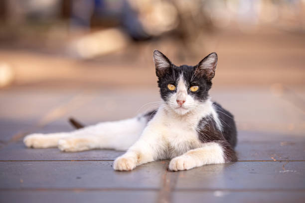 istock feline animal domestic cat abandoned 1680727044