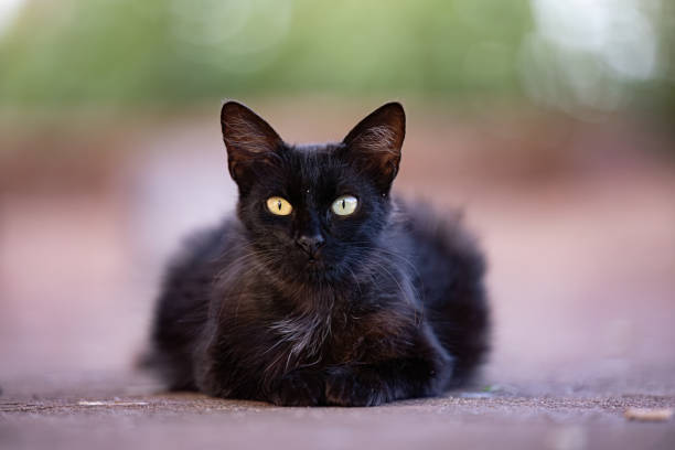istock feline animal domestic cat abandoned 1680728155